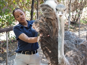 Cango Ostrich Farm